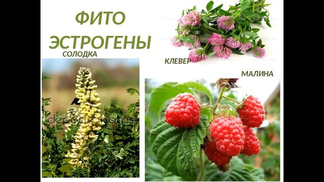 Оксана Мицкевич и Ольга Спиридонова Женские травы