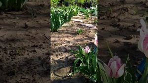 Эдем моей души. Персидский рябчик. Тюльпан чики.