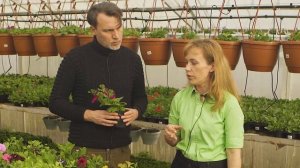 Топ-10 петуний и с кем их путают: калибрахоа, петхоа, сурфинии