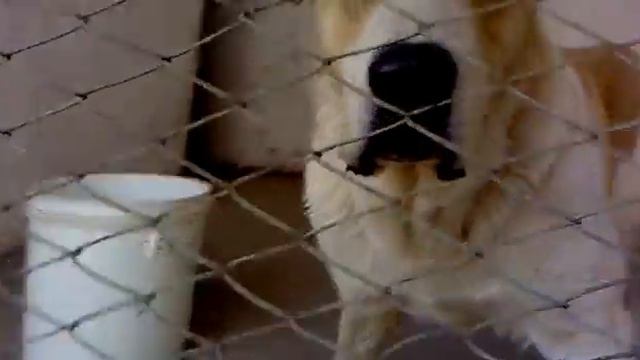 алабай трукменский смотреть онлайн