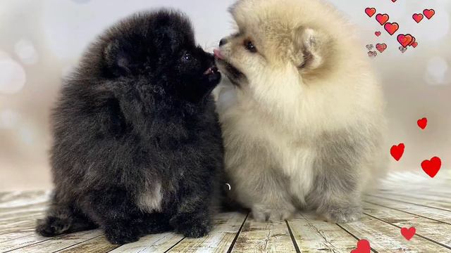 Дети Лулу