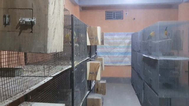 my exotic bird setup changes & new collection my farm смотреть онлайн