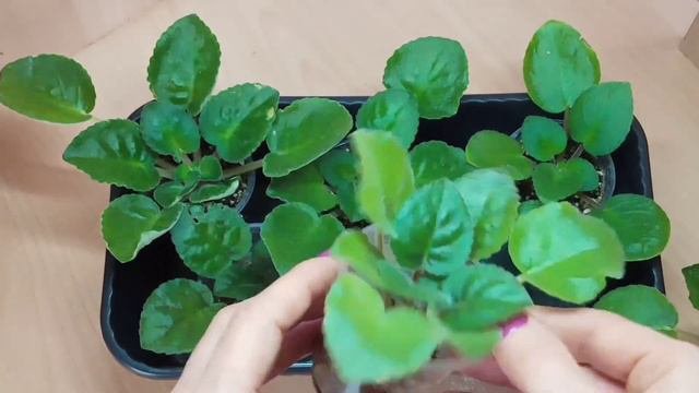 #фиалкидляпродажи Детки фиалок для пересыла почтой!Как выращиваю я!