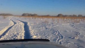 Как косули пасутся зимой на подсолнухе. Следы на поле через 2 дня после снега