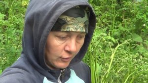 Заготовка папоротника Как посолить и заморозить папоротник