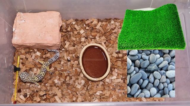 Террариум или контейнер для геккона эублефара – как выбрать и как обустроить? смотреть онлайн