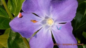 Барвинок большой (vinca minor) ? большой барвинок обзор: как сажать, саженцы барвинка