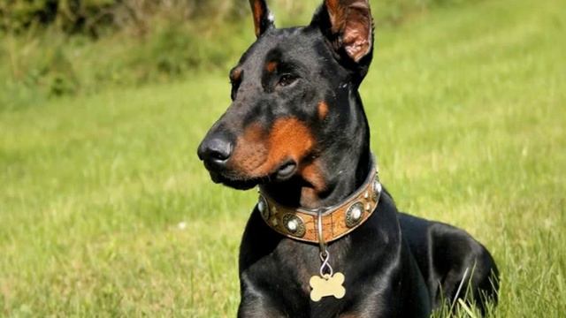 Породы собак Доберман смотреть онлайн