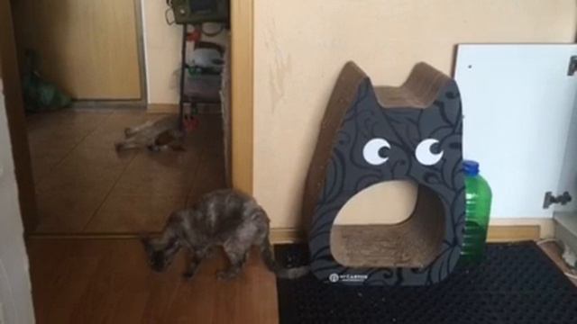 Вафля нюхает Фрею пока та спит смотреть онлайн