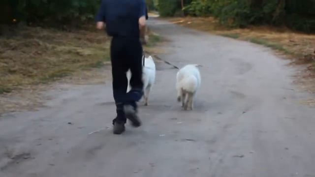 Каникросс. Пробежки с собакой. Прикольные видео 2021.