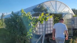 Виноградник в Калининградской области. Обзор сортов и моменты выращивания