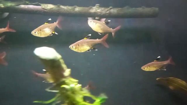 Prystelka Barwna - Pristella maxillaris смотреть онлайн