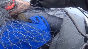 Рыбалка на озере Нарочь в ноябре)