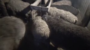 Условия содержания и кормление овец после окота