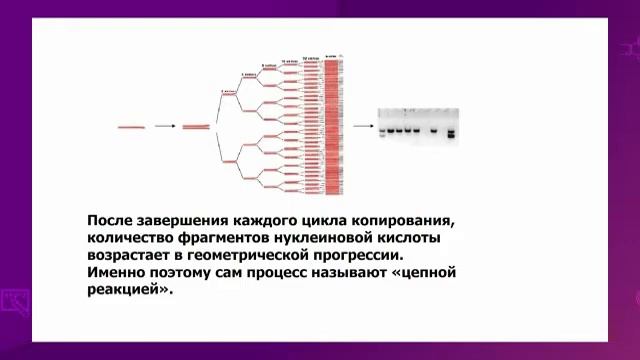 Биология. 10 класс. Применение ПЦР. Значение полимеразной цепной реакции /24.05.2021/