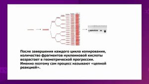 Биология. 10 класс. Применение ПЦР. Значение полимеразной цепной реакции /24.05.2021/
