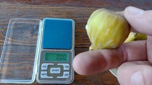 Инжир Della Signor