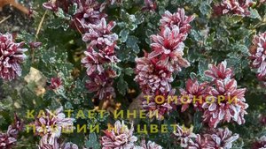 ХРИЗАНТЕМА - СИМВОЛ ЯПОНИИ/ХРИЗАНТЕМА В ЯПОНСКОЙ ПОЭЗИИ