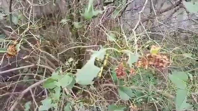 Нашествие каких-то жуков, едят сирень. смотреть онлайн