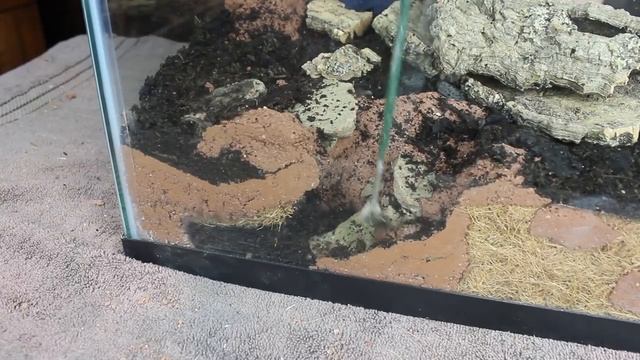 Naturalistic Burrowing Scorpion Vivarium смотреть онлайн