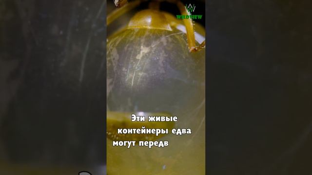 Медовые муравьи  #природа #животные #муравьи