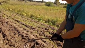 Самый быстрый и легкий способ выкопать картошку вручную