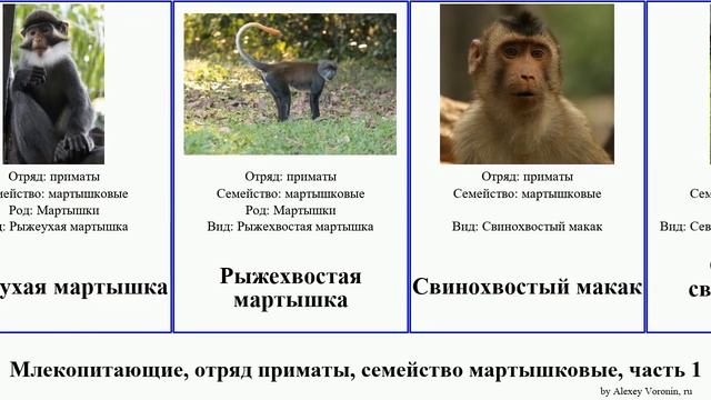 Млекопитающие, отряд приматы, семейство мартышковые, часть 2 макак мартышка тонкотел чёрный mammal