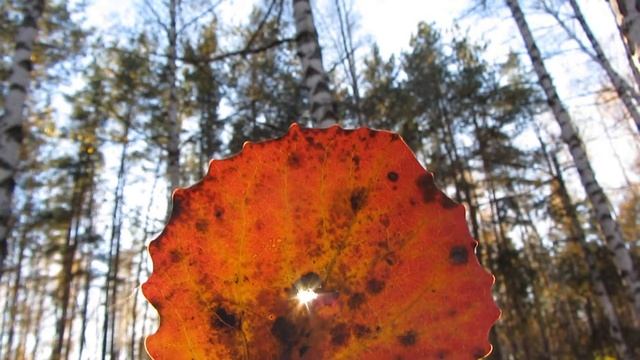 Прогулка по осеннему лесу*6 часть*Красивый лист осины смотреть онлайн