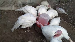 Поилки для индюков