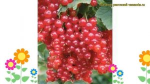 Смородина красная Рондом. Краткий обзор, описание характеристик ribes rubrum Rondom