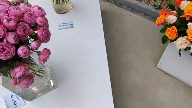 Прогулка по выставке цветов РОЗА 2024 ПЕРЕЗАГРУЗКА | #Калуга смотреть онлайн