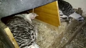 Индюшки на гнёздах. Вечерний обход