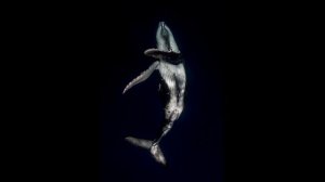 [free for profit] SAD EMOTIONAL PIANO TYPE BEAT - "LIE" ГРУСТНЫЙ БЕСПЛАТНЫЙ БИТ ЛИРИЧНЫЙ ПИАНИНО