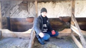 Помещение на 7 голов молочного крс//размеры стойла для коров//плюсы и минусы, что нужно переделать.