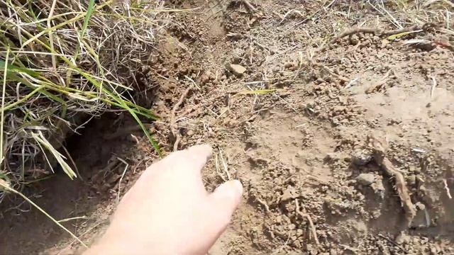 Как выкапывать старую жимолость