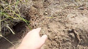 Как выкапывать старую жимолость