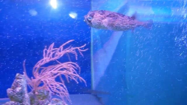 Большая морская рыбка в аквариуме смотреть онлайн