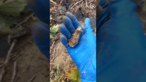 Грядка клубники после града