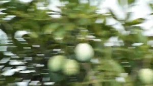 Fujifilm Finepix S4300 - Video Test