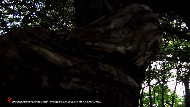 Приморье. Поехали! Заповедники Приморья. смотреть онлайн