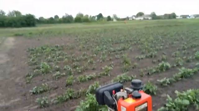 Культивация междурядий картошки мотоблоком Зубр смотреть онлайн