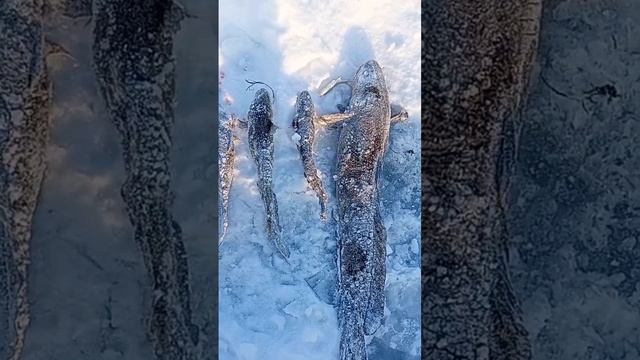 Ловля налима зимой! проверка тычек.