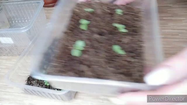 ГЛОКСИНИЙ ИЗ СЕМЯН ,30 ДНЕЙ смотреть онлайн