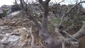 Дерево желаний и Десять негритят на Ласточкином гнезде