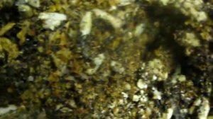 Корм для личинок восковой моли