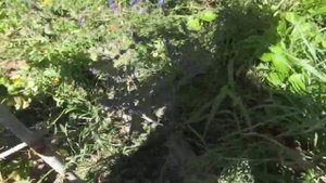 способ размножения ежевики