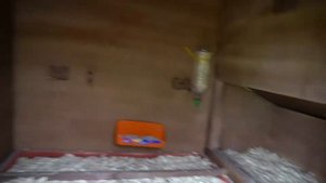 Как приучить кур к рукам. День 6.