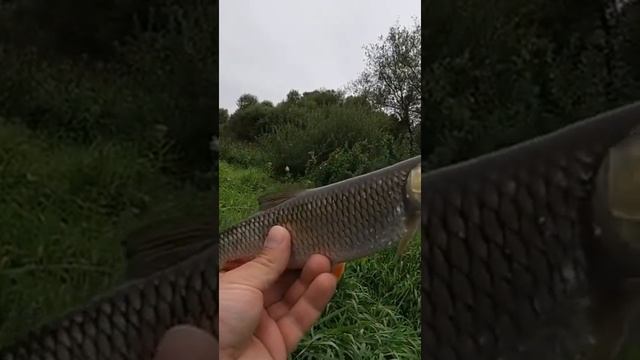 Ловля Голавля на кренки. Малые реки России. Fishing. #shorts