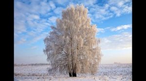 Белая береза (С.Есенин) Стих