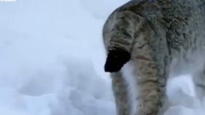 Рысь в Тайге